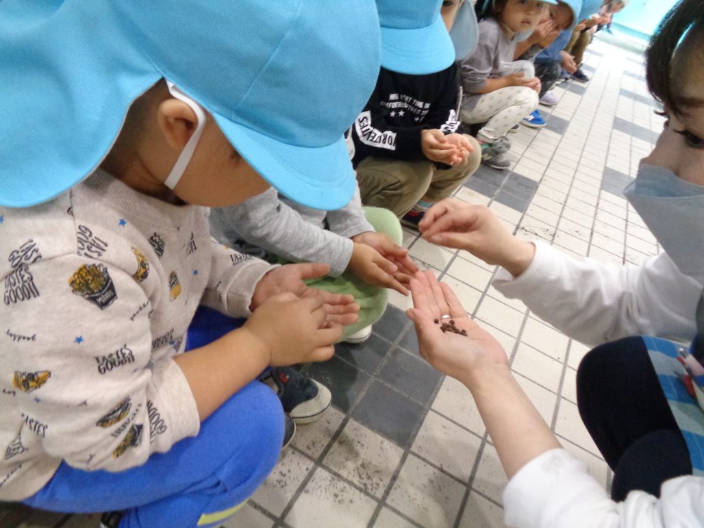 【年少組】栽培物の種を蒔きました🌼 学校法人 八王子学園 多摩なかよし幼稚園