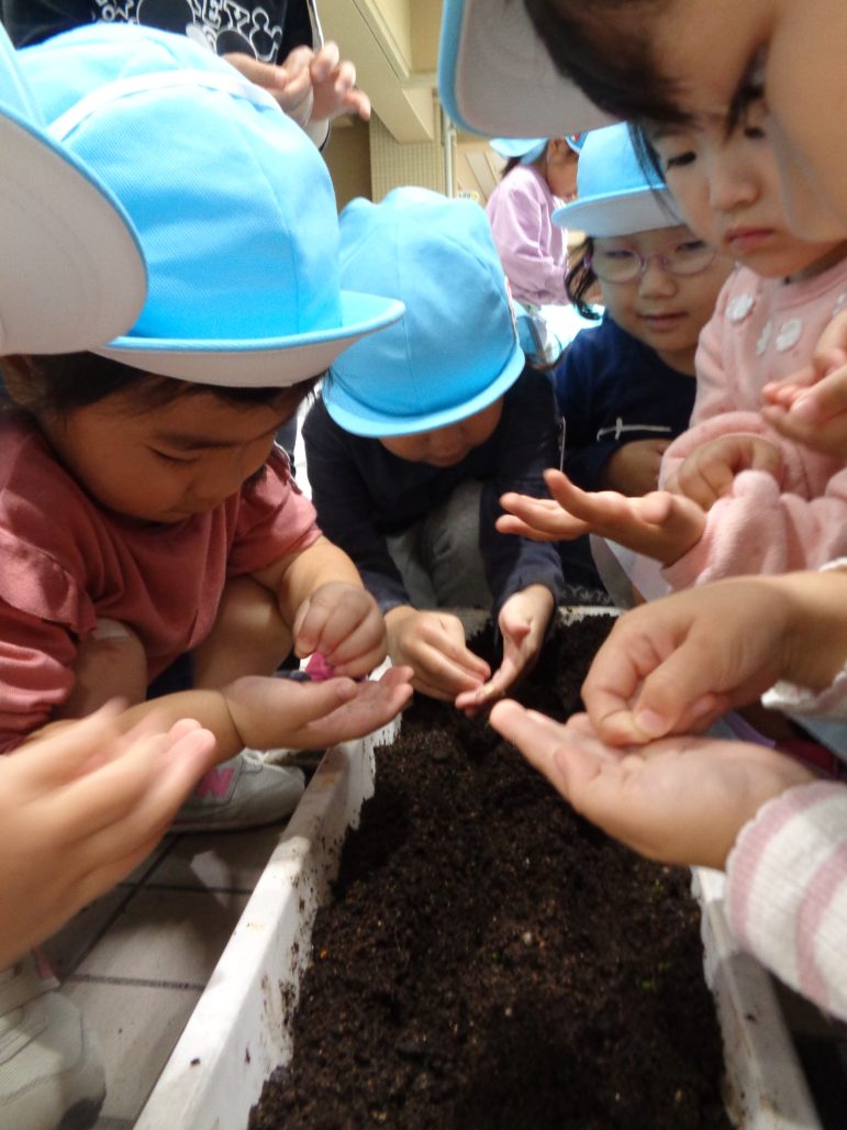 【年少組】栽培物の種を蒔きました🌼 学校法人 八王子学園 多摩なかよし幼稚園